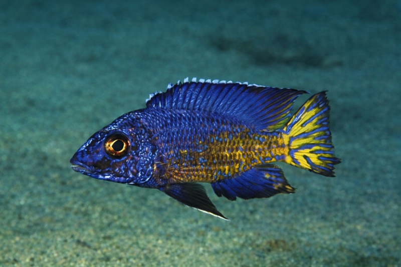 Aulonocara stuartgranti 'Chesese'